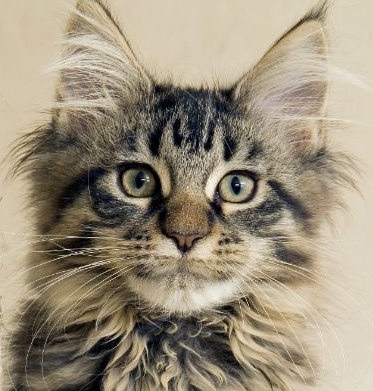Image of cat
